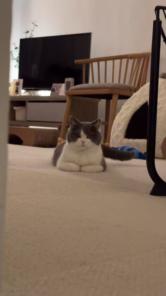 おもち (@omochiomoching) / Posts / X