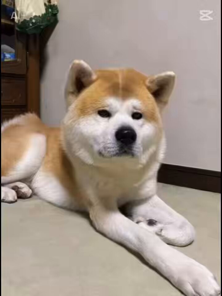 秋田犬 福 と幸綺姫 Akitainu Fuku and Koukihime (@ENqFblczHWxRRTr