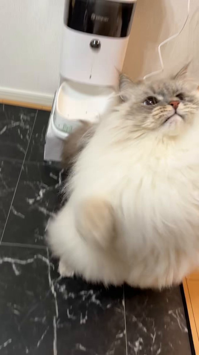 いれぶん🐾໊】サイベリアン (@eleven11neko) / Posts and Replies / X