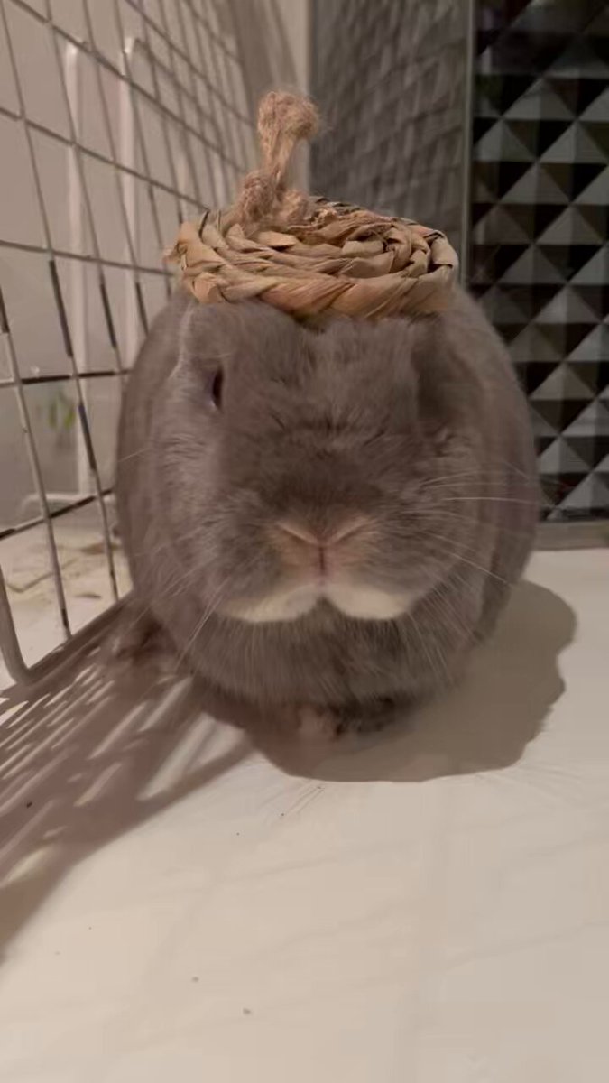 うさぎ_(・×・_∪⌒)ο 😂👒⸒⸒ #うさぎ #bunny