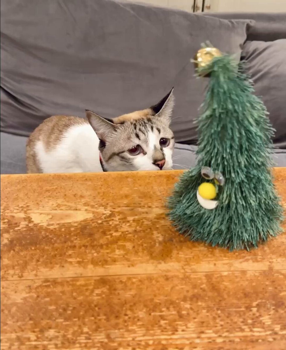 ミントちゃん可愛い🥰😍💗このクリスマスツリー見かけて、買おうか迷っ