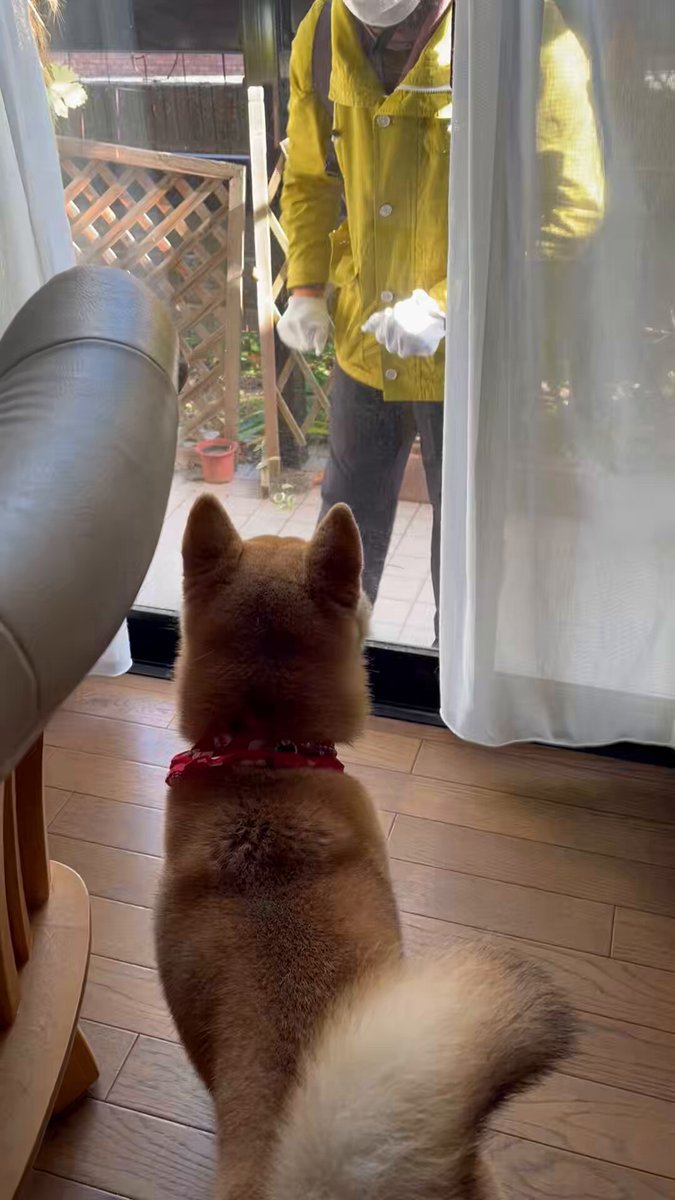 柴犬こめ1歳 (@shibainukome) / Posts and Replies / X