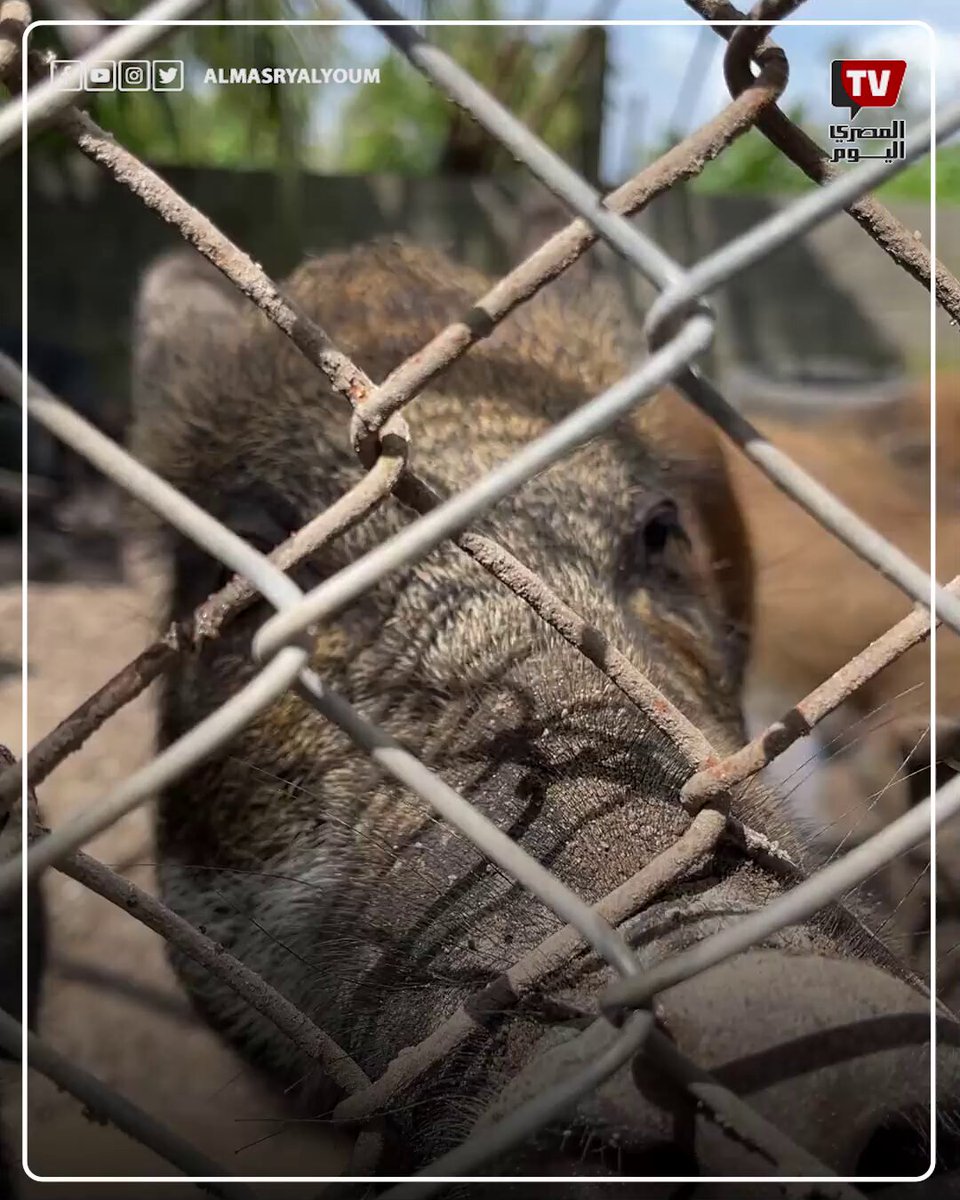 إنفلونزا الخنازيرH1N1 يعود لصدارة الإصابات في مصر 