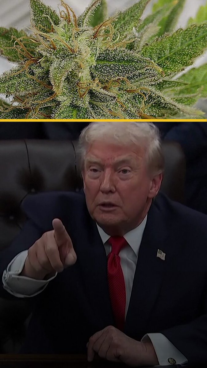 "الماريغوانا أقل خطورة".. ترامب على أعتاب قرار تاريخي! #اخبار_المشهد 