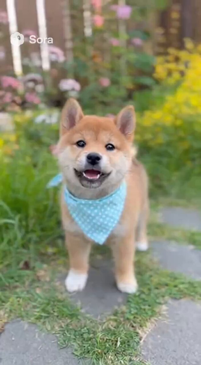 テーマ：柴犬♡LOVE＆PEACE♡