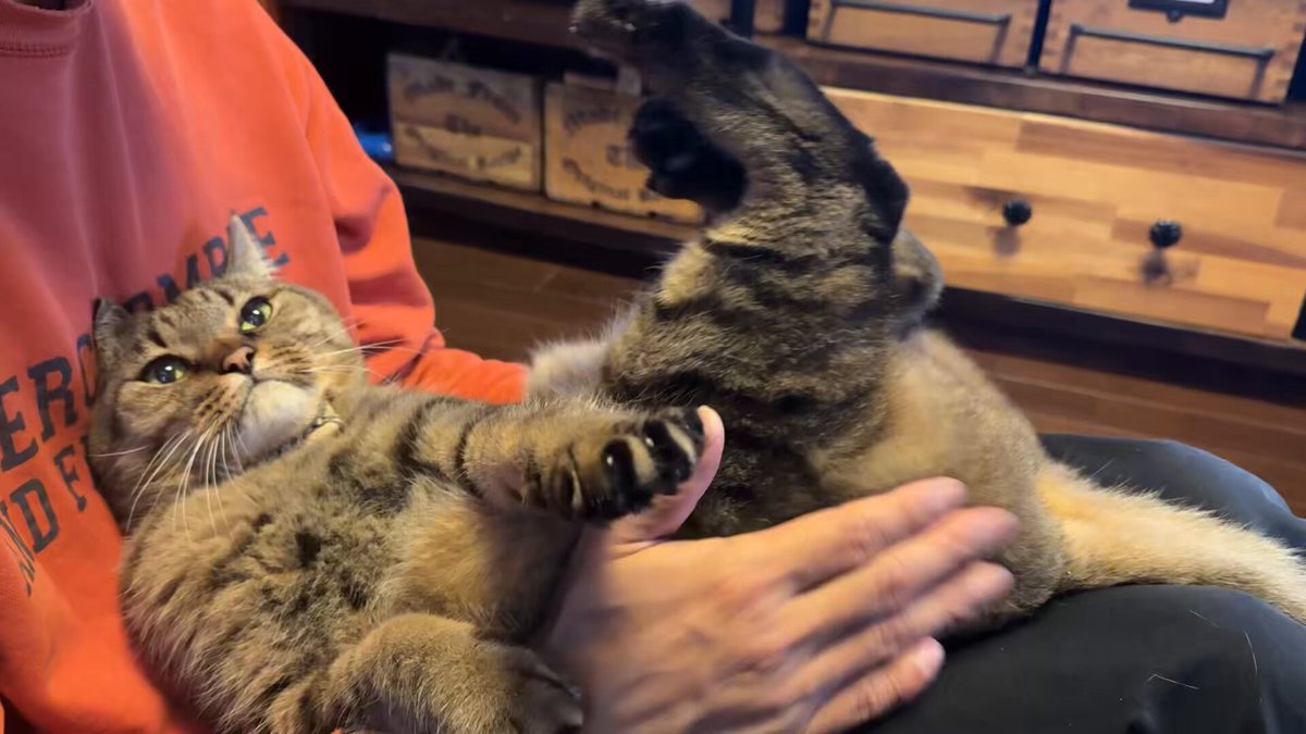 とらねこ🍺 (@chatoraneko) / Posts / X