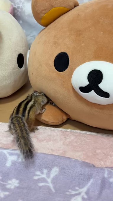 歌舞伎-巫女喫茶-のツイート