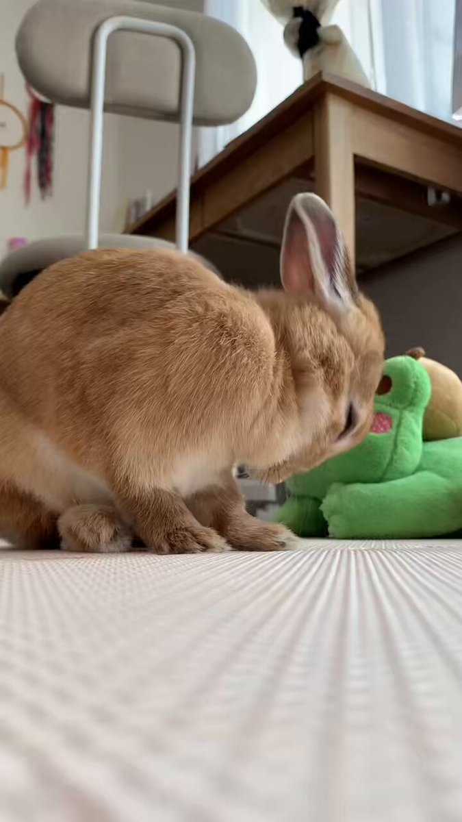 うささん(⁠ ⁠•͈⁠ᴗ⁠•͈⁠) みんなが元気になる魔法の言葉思いついた！