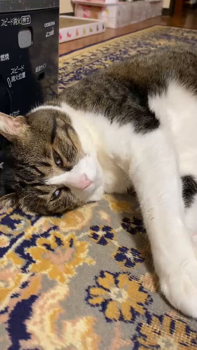 SAKUちゃん (@SakuraYnkk1) / Posts / X