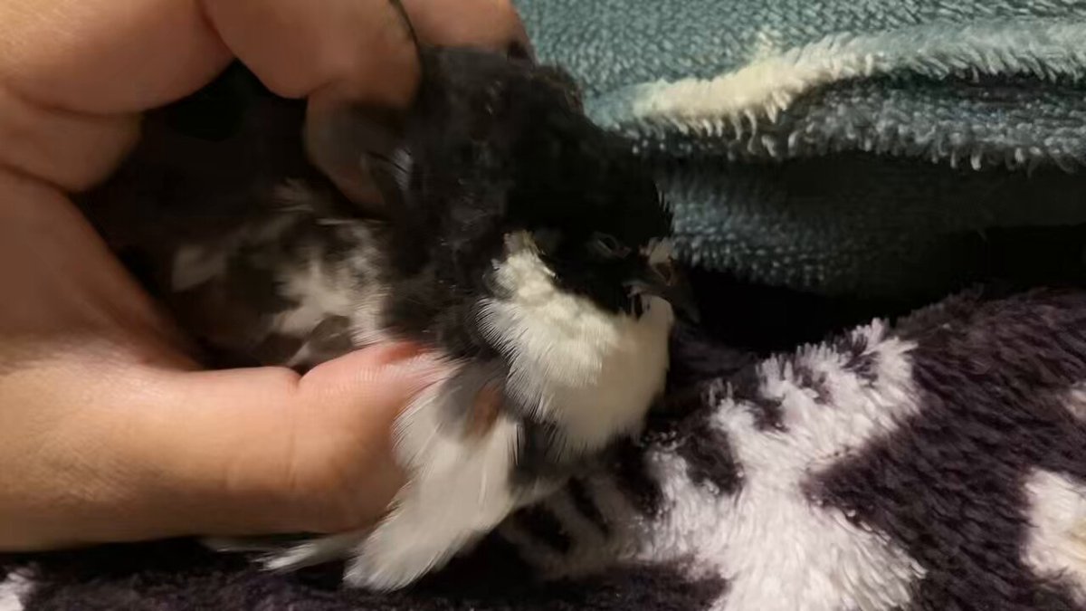 ポポチョロ🐦💨 (@1b4fc39ec9e04d3) / Posts / X