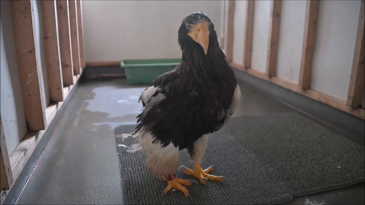 猛禽類医学研究所 齊藤慶輔 (@raptor_biomed) / Posts / X