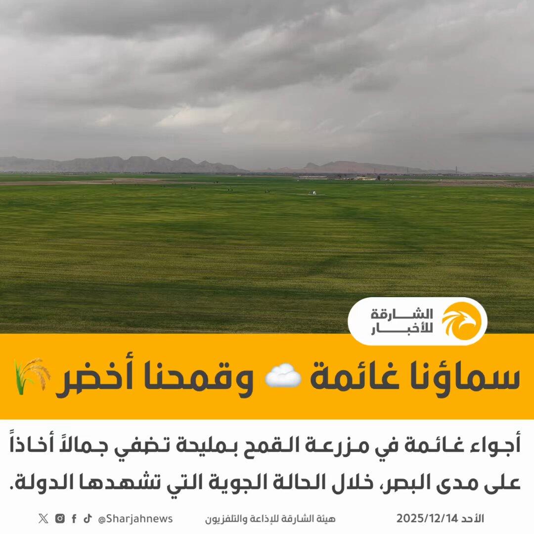 أجواء غائمة في مزرعة القمح بمليحة تضفي جمالاً أخاذاً على مدى البصر. 