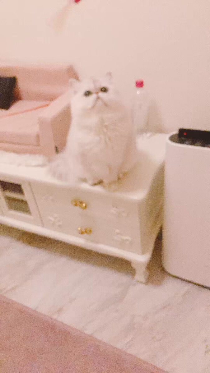 ぐーたら__´ω`)_ (@whatweneed8837) / Posts / X