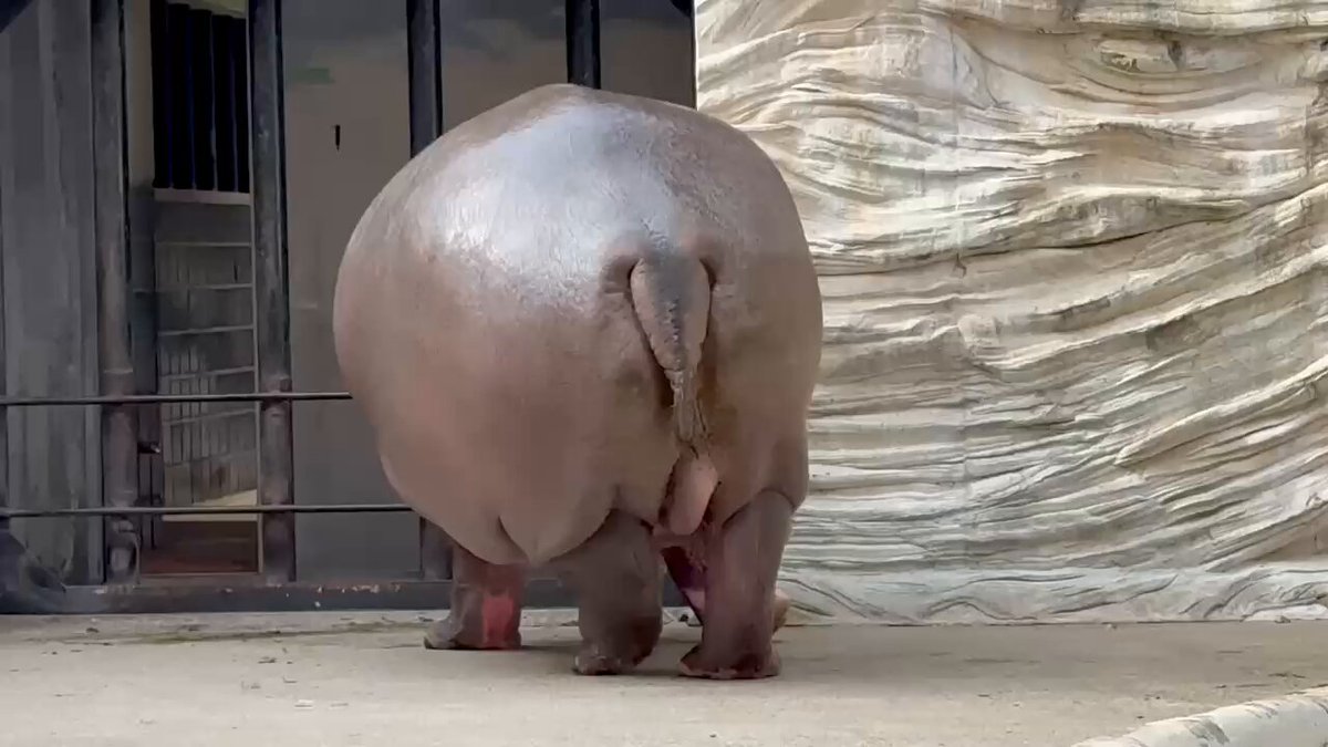 ユイちゃんのケツ曜日でスターティン🍑 ₍ᐢᵒ̴̶̷̥́ ·̮ ᐢ₎ぅʓぅʓ