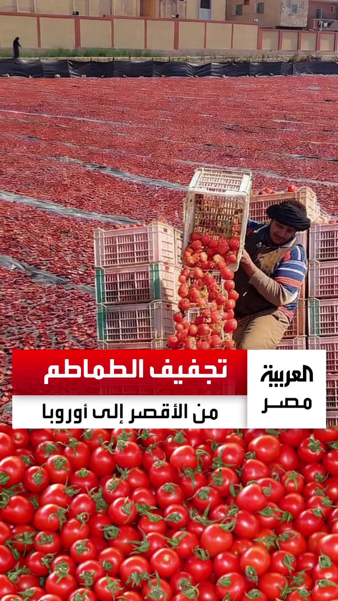 صناعة تمر بمراحل دقيقة قبل تصديرها إلى أوروبا والبرازيل.. مناشر تجفيف الطماطم تنعش مدينة القرنة بالأقصر بعد تجاوز الصادرات المصرية الـ100 مليون دولار سنويًا ومسؤول: "اكتسبت شهرة واسعة في العالم" _مصر 