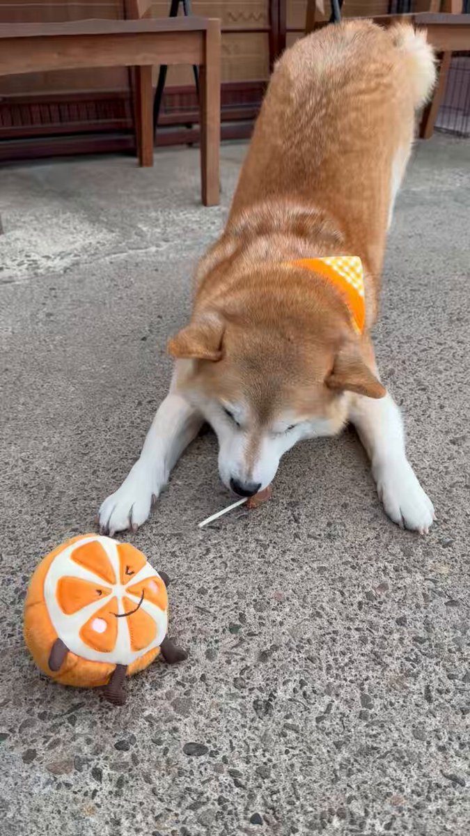 yokota4839 (@yokota4839) / Posts / X