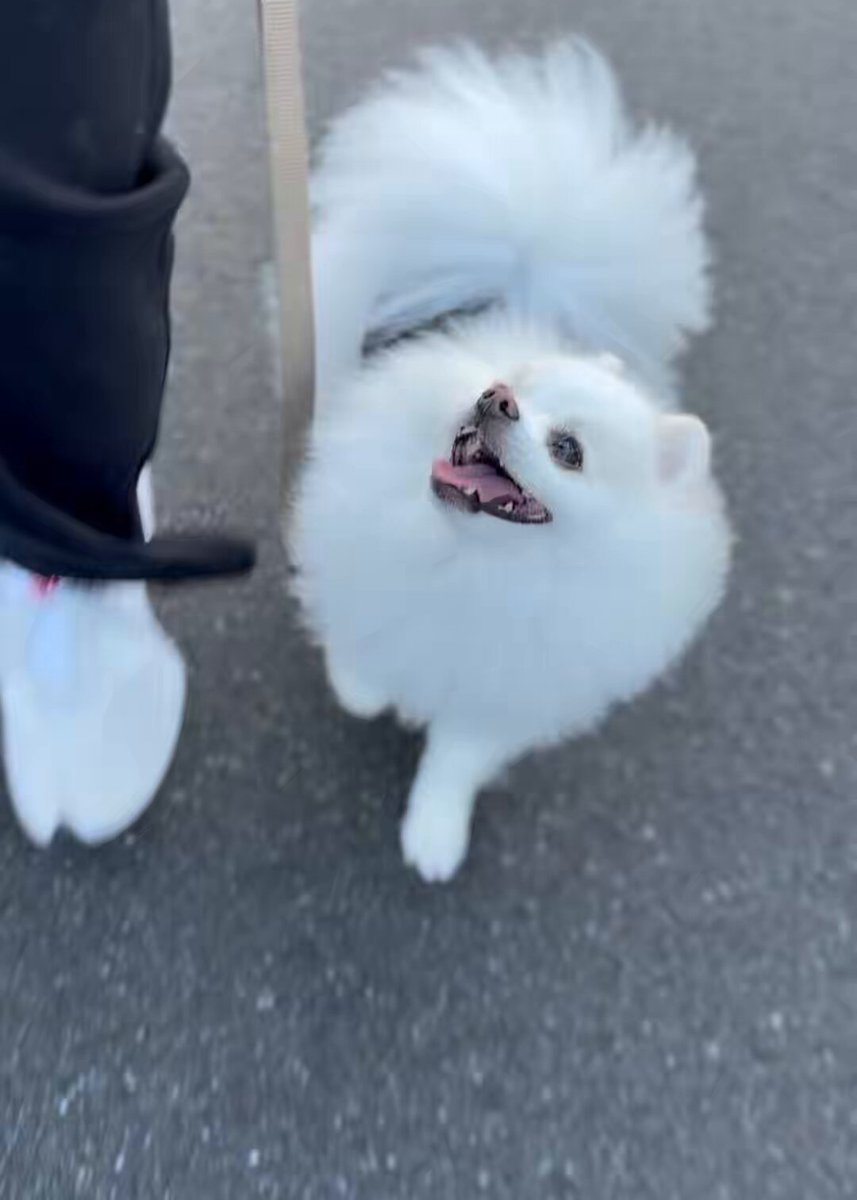 ポメラニアンの天くん！ (@pome_tenkun) / Posts / X