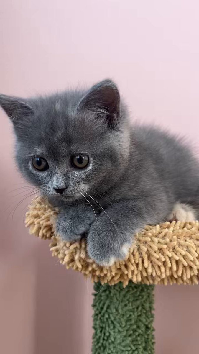 にこもあ (@kaotan88) / Posts / X