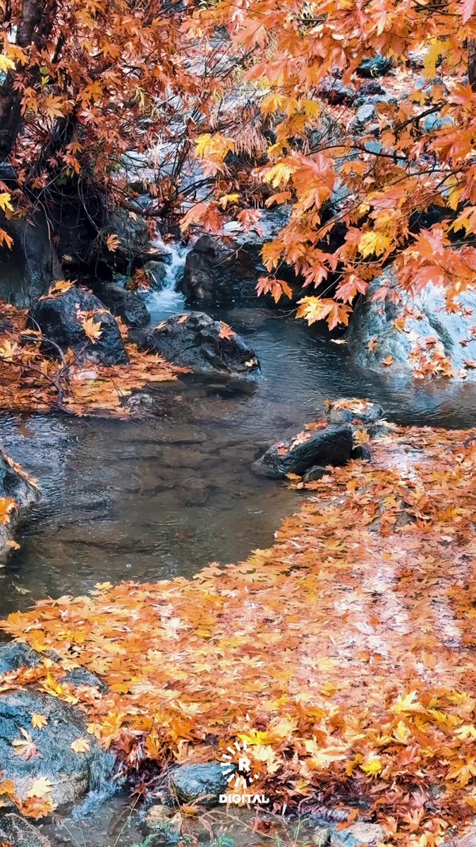 مشاهد خريفية من قرية قليتان بمنطقة برادوست في محافظة أربيل. الفيديو مرسل لرووداو من جمال روستايي 