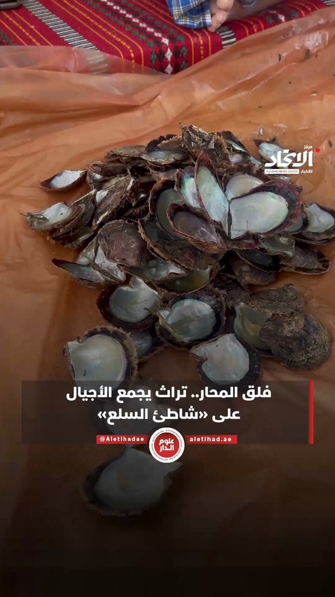 فلق المحار.. تراث يجمع الأجيال على "شاطئ السلع" #مركز_الاتحاد_للأخبار 