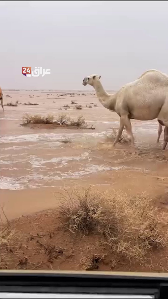 تدفق السيول في بادية السماوة بعد هطول أمطار غزيرة 