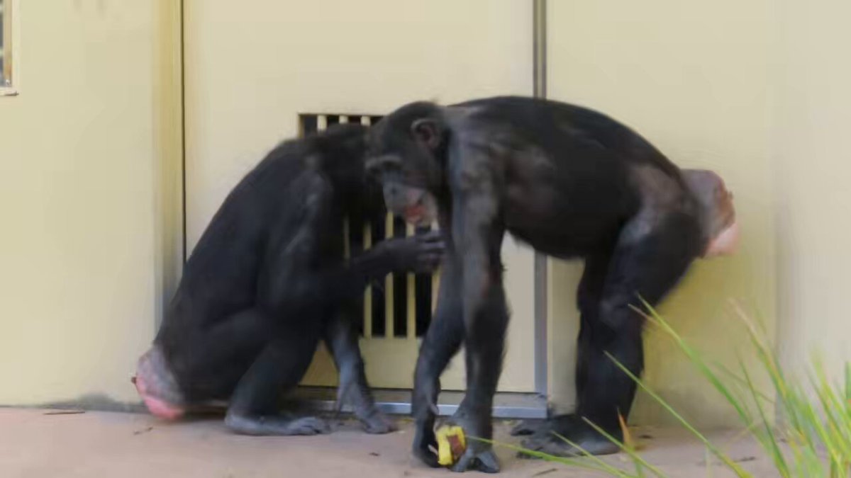 ⭐︎チンパンジー⭐︎ チンパンジー Chimpanzee FRPアートオブジェ【商品番号：m-fr110026】