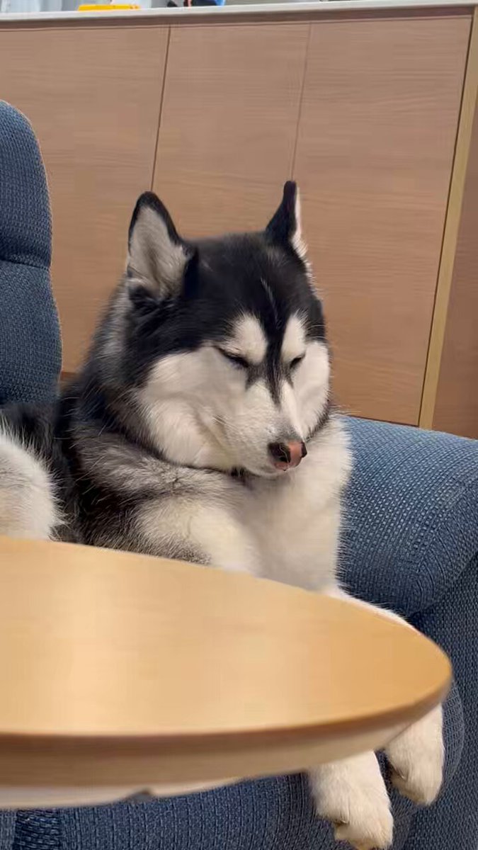 いぬ (@inu113) / Posts / X