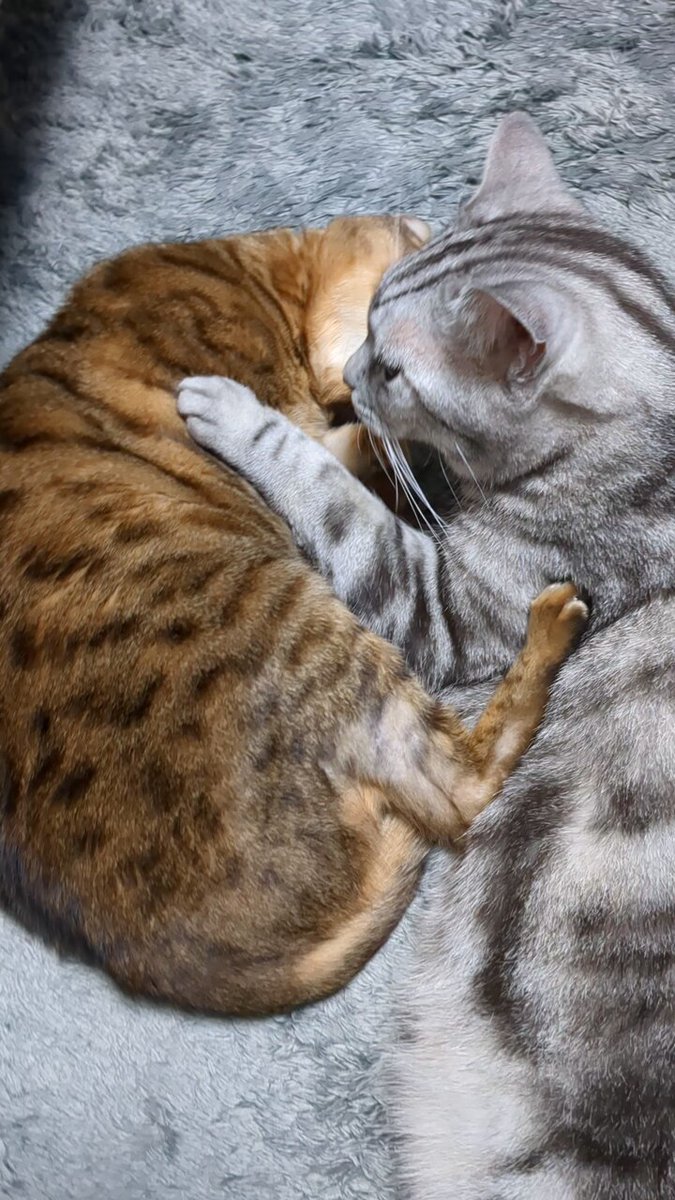 pinkseagull (@kumiopatra1) / Posts / X