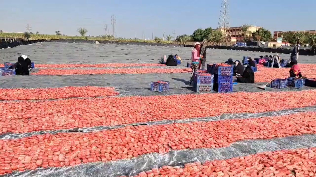 من حقول الأقصر إلى موائد أوروبا الطماطم المجففة تحقق أكثر من 100 مليون دولار صادرات سنويًا 