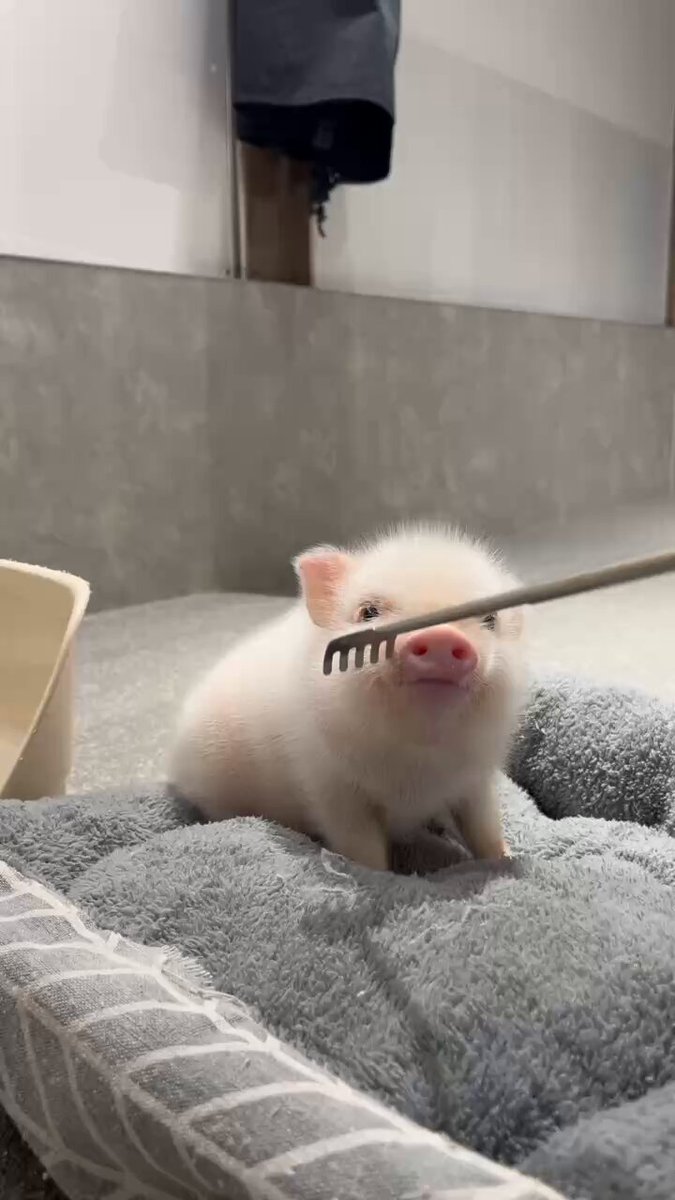 🐷「ﾌﾞ……ﾌﾞ……ﾌﾞ……ﾌﾞ……」 可愛い😭