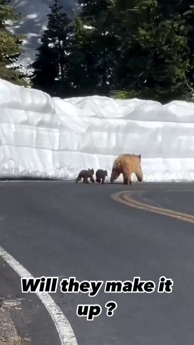 ワンワン (@venti_nem_latte) / Posts / X