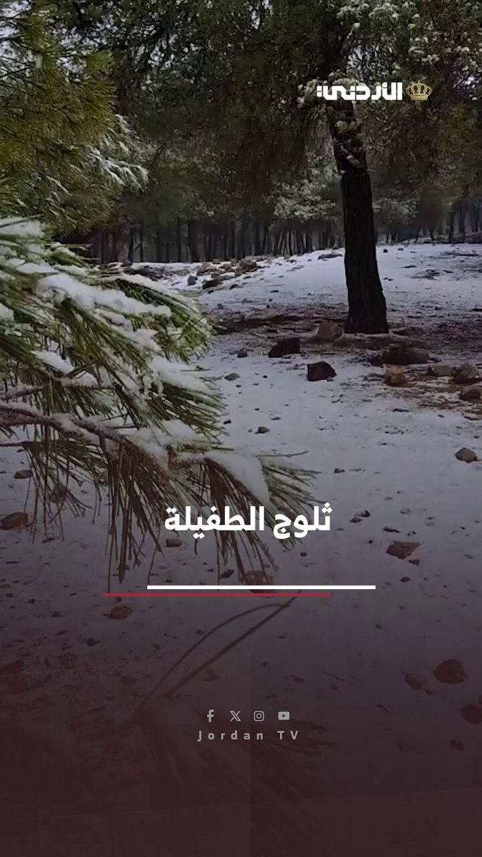 الزائــر الأبيض يزيــن مرتفعـات الطفيلــة #الأردن 