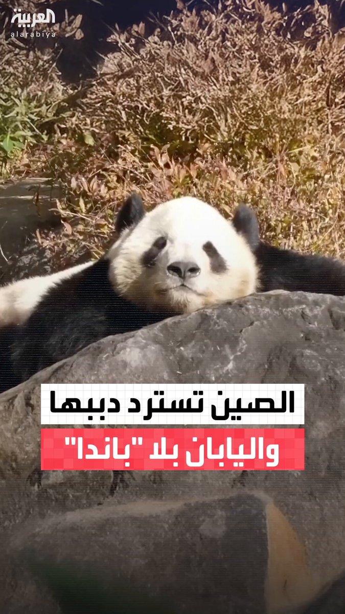 دبلوماسية الباندا في آسيا لم تعد بمنأى عن التوتر السياسي بين الصين و اليابان.. طوكيو تودع آخر الدببة قبل عودتها إلى بكين #العالم_الليلة 