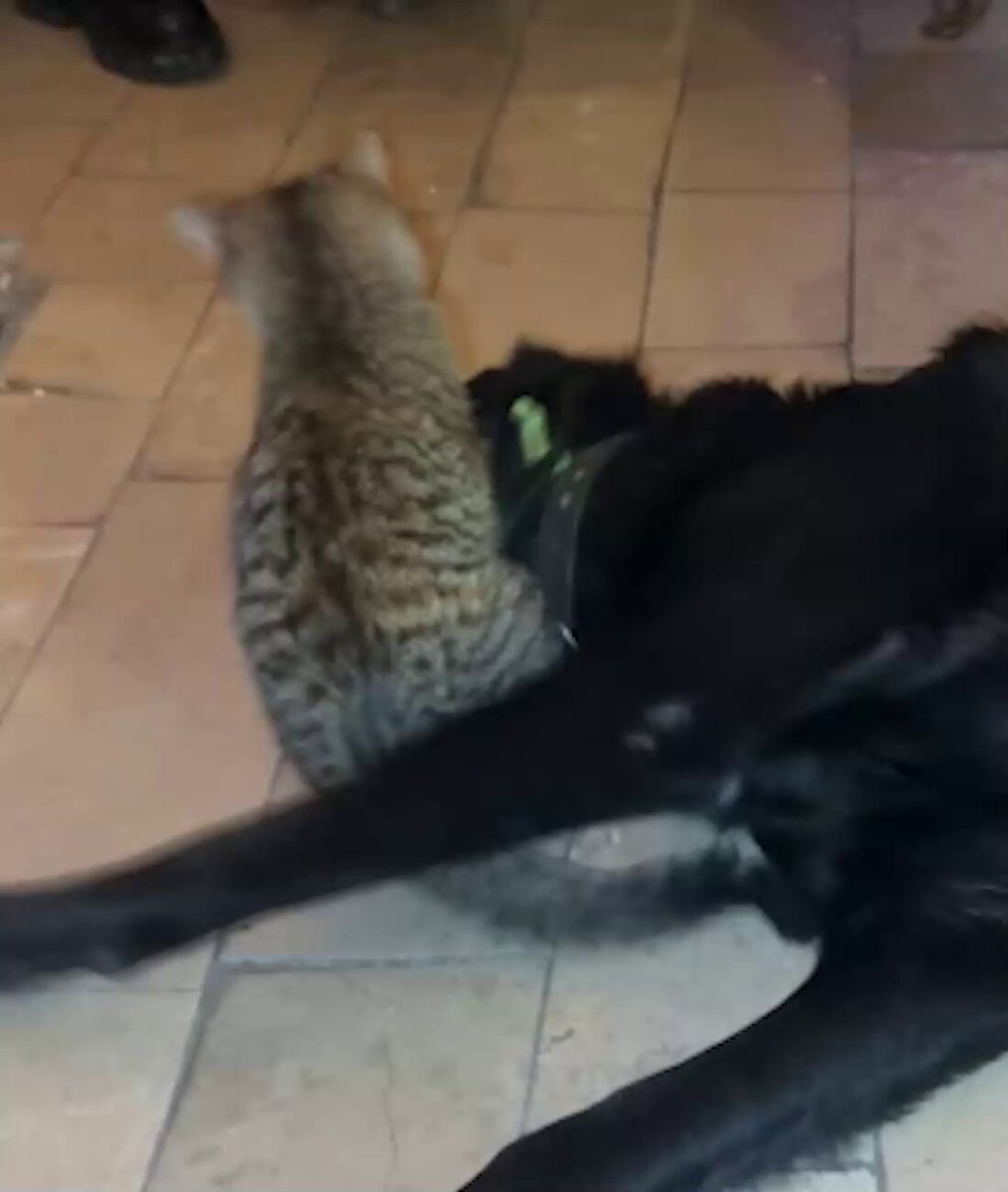 مشهد الصداقة بين قطة وكلب يلفت من يشاهدونه داخل مقهى في ولاية أماسيا التركية. ووفقاً لصاحبة المقهى توغبا توتاك، التي تبنتهما وهما صغيران، فإنهما يعيشان "صداقة حقيقية" و"لم يحدث بينهما أي شجار" 