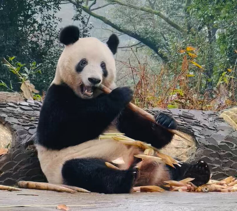 pandakopanda (@panda_kopannda_) / Posts / X