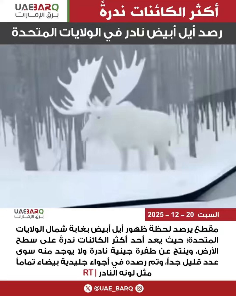 أكثر الكائنات ندرةً.. رصد أيل أبيض نادر في الولايات المتحدة | RT 