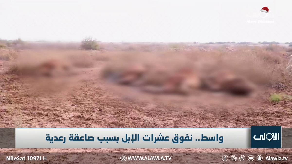 واسط.. نفوق عشرات الإبل بسبب صاعقة رعدية. تقرير علي محمد العراق قناة الاولى العراقية تابعونا عبر التردد التالي | نايل سات 10971-أفقي #رسالتنا_عراقية 