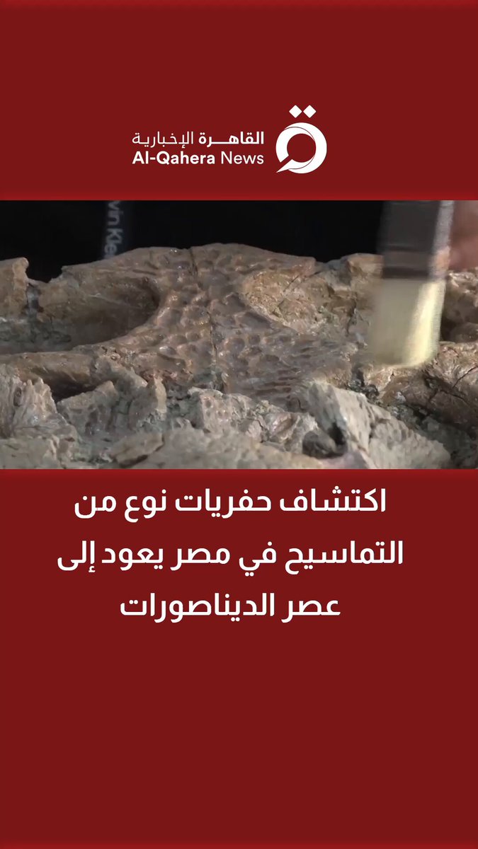 اكتشاف حفريات نوع من التماسيح في مصر يعود إلى عصر الديناصورات 