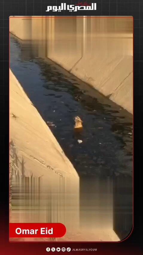 «وقع في المية ومش عارف يطلع.. والجو سقعة أوي»... شاب ينجح في إخراج كلب من الغرق في ترعة مستعينًا بدراجته لإنقاذه من المياه الباردة 