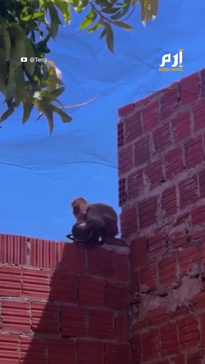 قرد متمرد يروع قرية برازيلية ويتحول إلى مطلوب للشرطة 