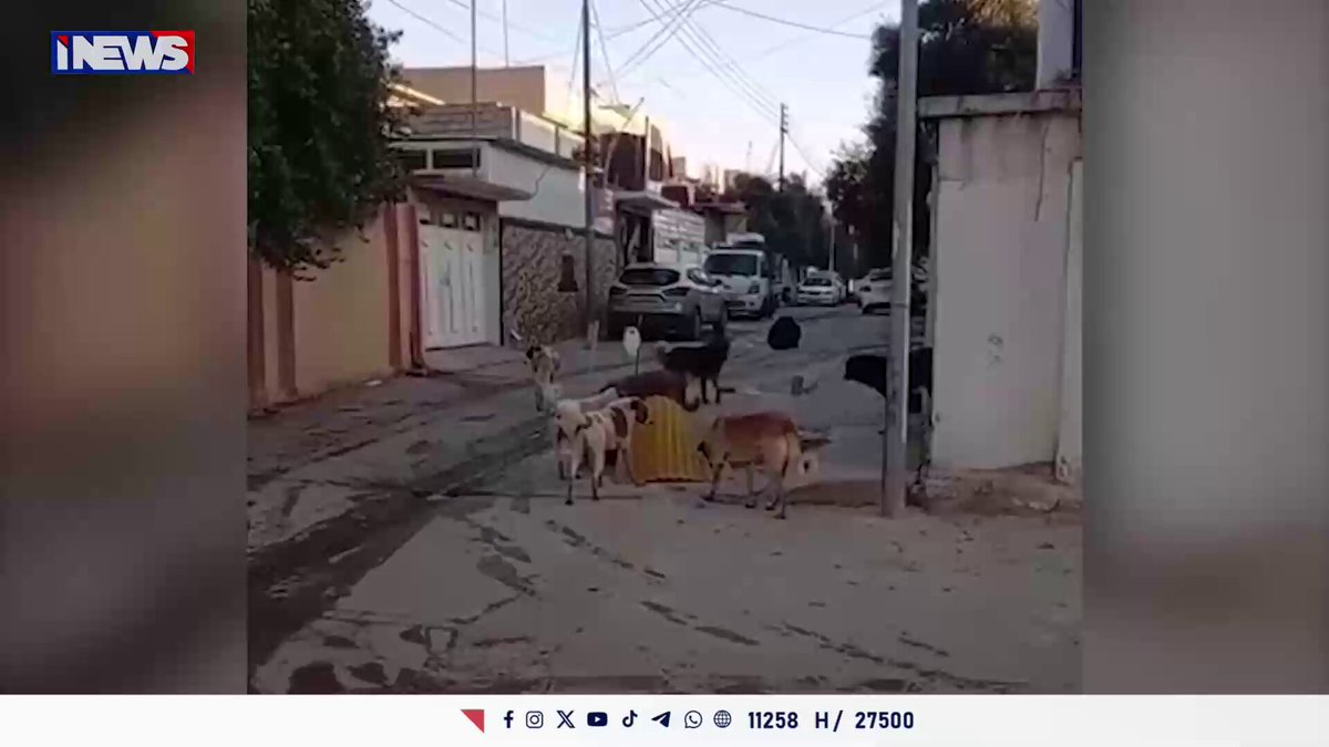 الموصل.. الكلاب السائبة تخرج عن السيطرة والشوارع تتحول إلى خطر مفتوح. تقرير سعد منصور اي ينوز ح.ع 