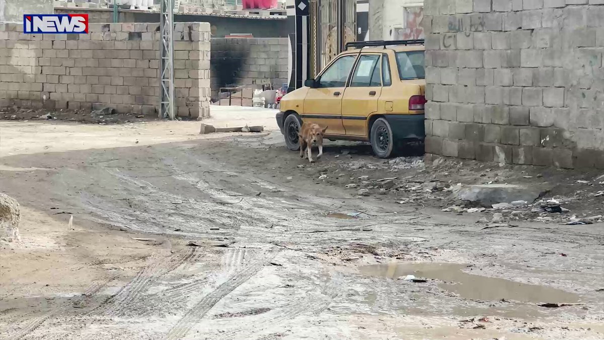 الكلاب السائبة خارج السيطرة ومناشدات الاهالي مستمرة. تقرير ماجد خالد اي ينوز ح.ع 