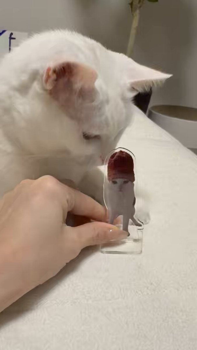 ぐう⟡꙳ =͟͟͞͞🌰ヽ( '-'ヽ)ｷｬｯﾁ (@zu_to_guu) / Posts / X