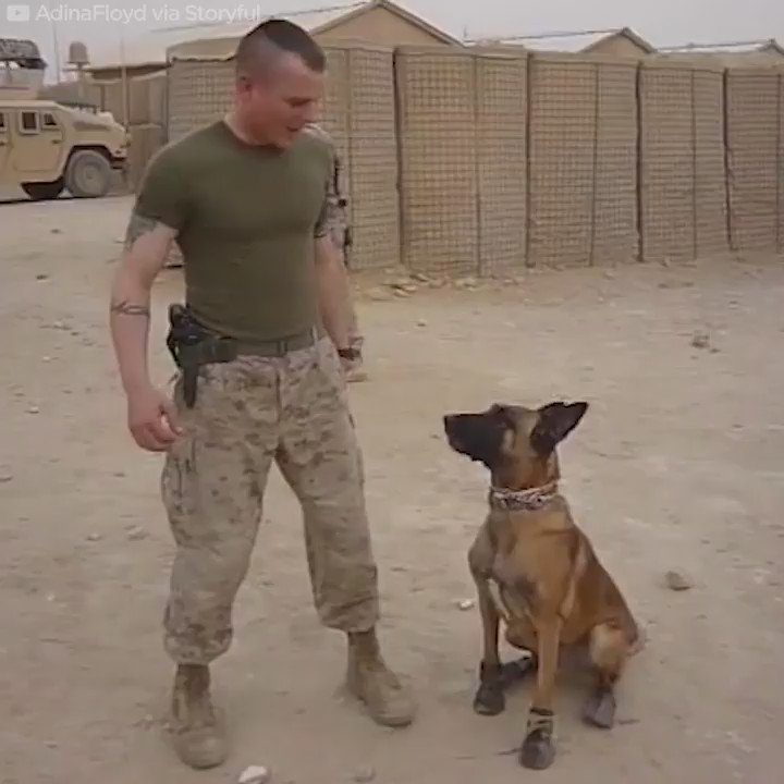 How To Protect Dog Feet From Hot Sand How To Protect Dog Feet From Hot Sand