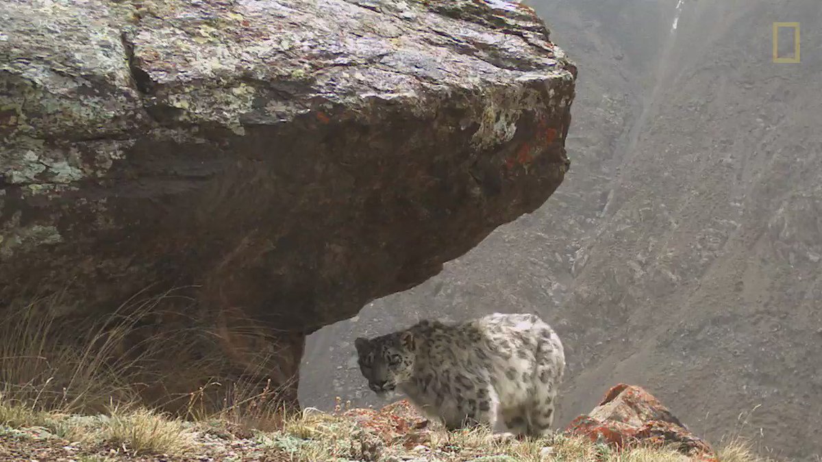 In the face of plummeting snow leopard populations, Kyrgyzstan is becoming a model for conservation efforts https://t.co/0WUtn5Zcj1