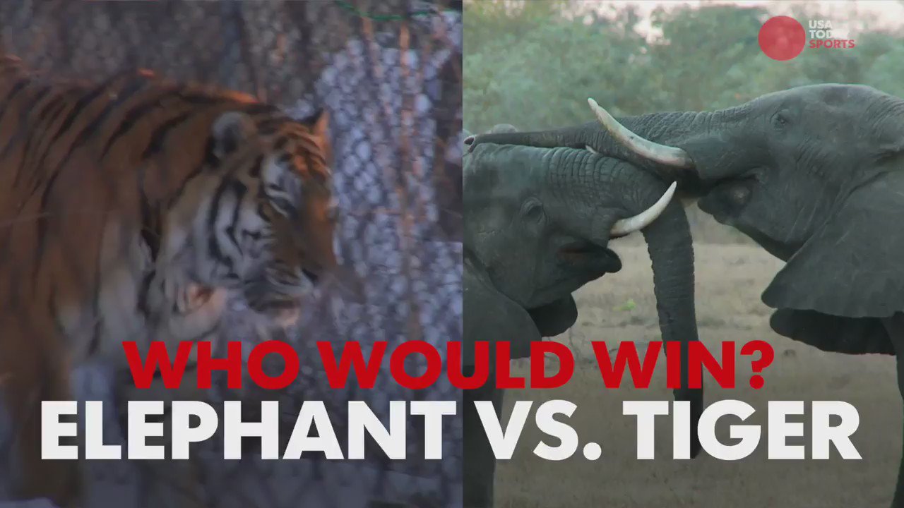 Elephant Vs Tiger Who Would Win