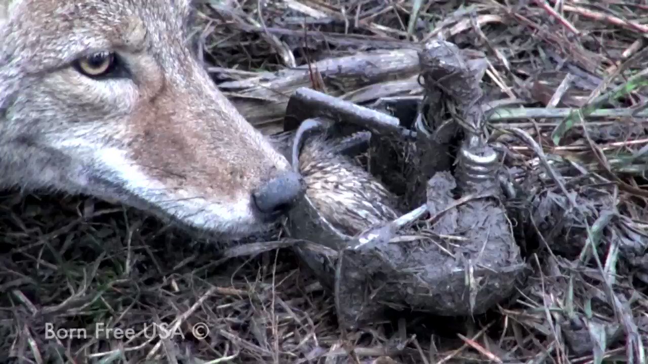 Canada goose top coyote killing