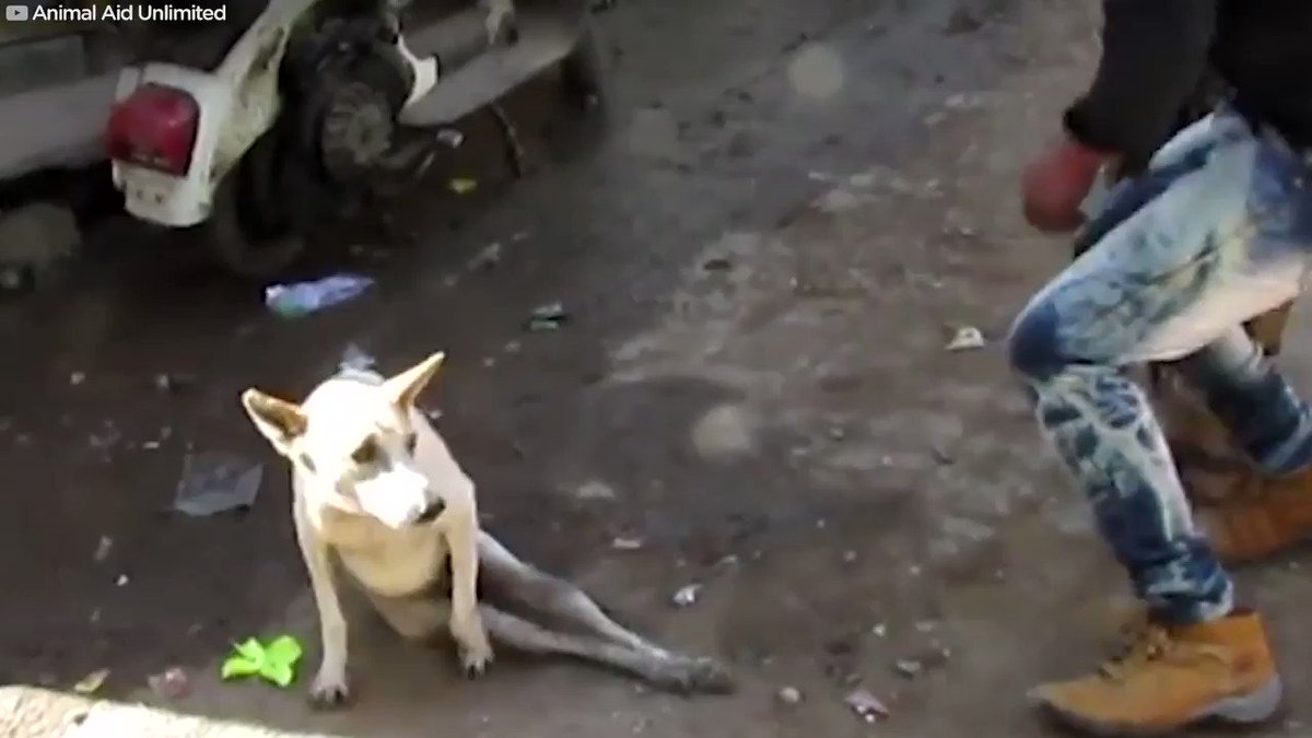 HEARTWARMING! Georgie was a street dog and was hit by a car and couldn't walk — so all he could do was wait for someone to help him. With a lot of love, patience and rehabilitation a miracle happened! God Bless these amazing rescue workers!