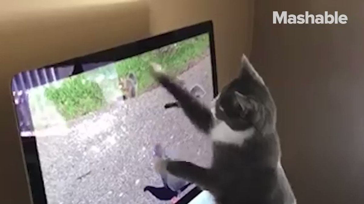 Your cat actually loves you, despite all those scratches