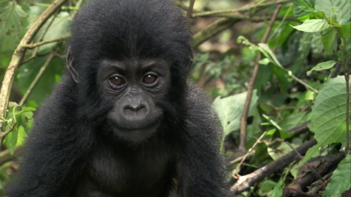 In honor of #WorldGorillaDay, take a look inside this recovery facility for orphaned primates in Cameroon https://t.co/cgumWxVbbt